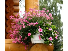  Cora Cascade Strawberry +  Diamonte Lavender Pink + Bacopa Scopia Great Pink Beauty-2.jpg