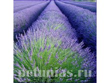 lavender-row300.jpg