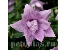  Astra semi-double Lavender.jpg