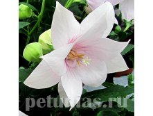  Astra semi-double Pink.jpg