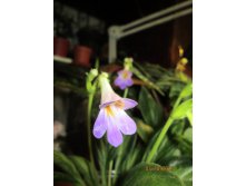 IMG_1580.JPG