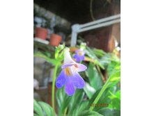 IMG_1581.JPG