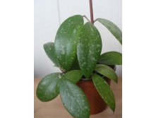 Hoya sp. EPC-600