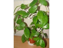 Hoya Vanuatuensis \'Splash\'