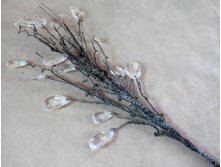 LN884        85  440