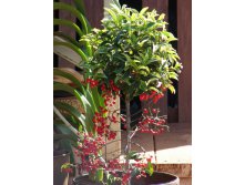 Ardisia-520x693.jpg