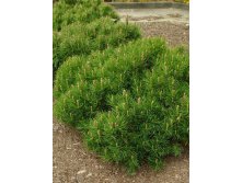    (Pinus mugo var. Pumilio) - 1,95