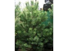   (Pinus nigra nigra) - 1,95