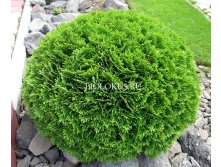   (Thuja occ. 'Danica') - 1,95