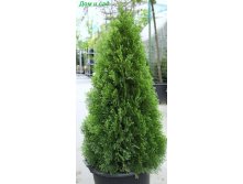   (Thuja occ. 'Smaragd') - 1,95