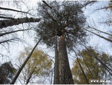 корабельные сосны