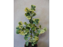 Ficus triangularis yellow var.   .