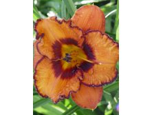 Hemerocallis_San Luis Halloween NEW.jpg