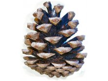 Pinus_nigra_cone.jpg