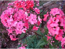 Watermelon Punch1.JPG