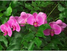 hybrid-orchid - .jpg