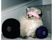 80s_workout_cat.jpg