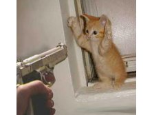 kitten_hostage.jpg