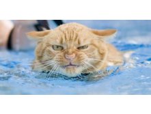 Swin_cats_27.jpg