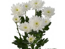 Цветы Хризантемы, 25г, цена 122,5р.