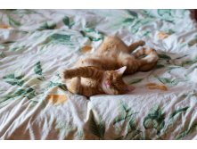 DSC_7101 (1).jpg