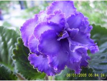 Blue Dragon- --25