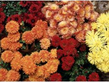 4824488_Hardy_Mums.jpg