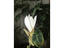 IMG_0388.JPG