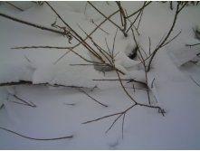 PICT0051.JPG