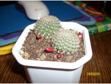 Rebutia sp