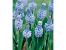 muscari_azureum___8..jpeg