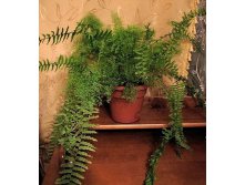 Nefrolepis exaltata Gloriosa