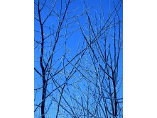 IMG_0007.JPG