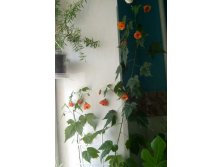 абутилон весь в цвету