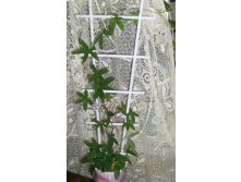 Пассифлора карулея