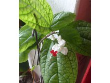 клеродендрум томсона