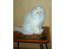 Васька.jpg