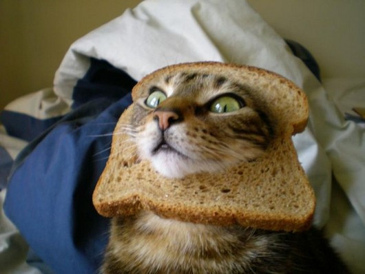 inbread-cat-photos14.jpg