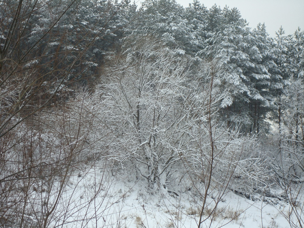 DSC08035.JPG