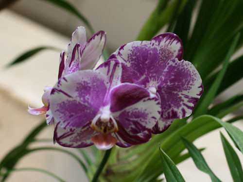 photo-016-falenopsis-orhidnye.jpg