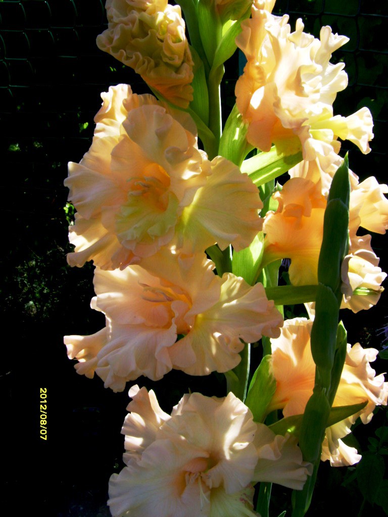 S73R2885.JPG