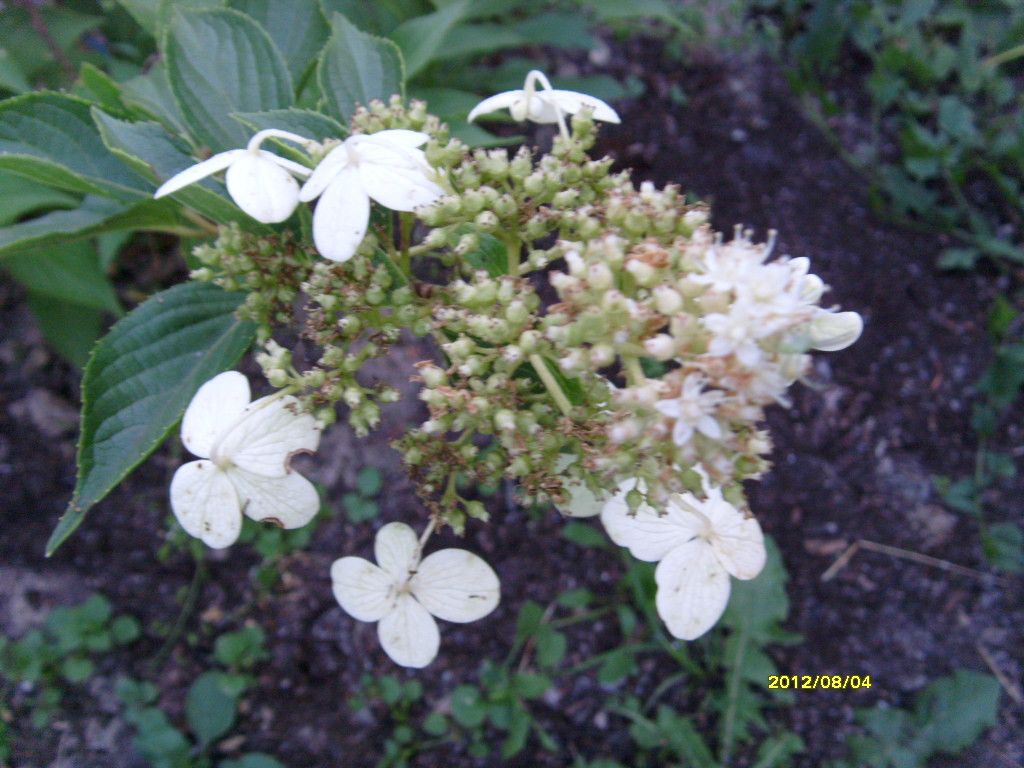S73R2815.JPG