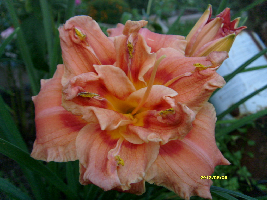 S73R2869.JPG