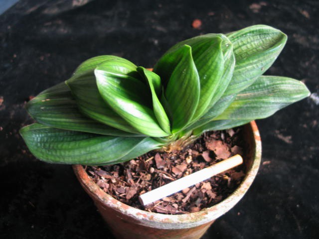 clivia sparrow