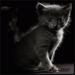8a2a14a47f13.gif
