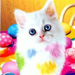 0571218bb662.gif