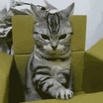 710708.gif