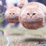 1394842.gif