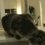 1498138.gif
