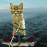 1500186.gif